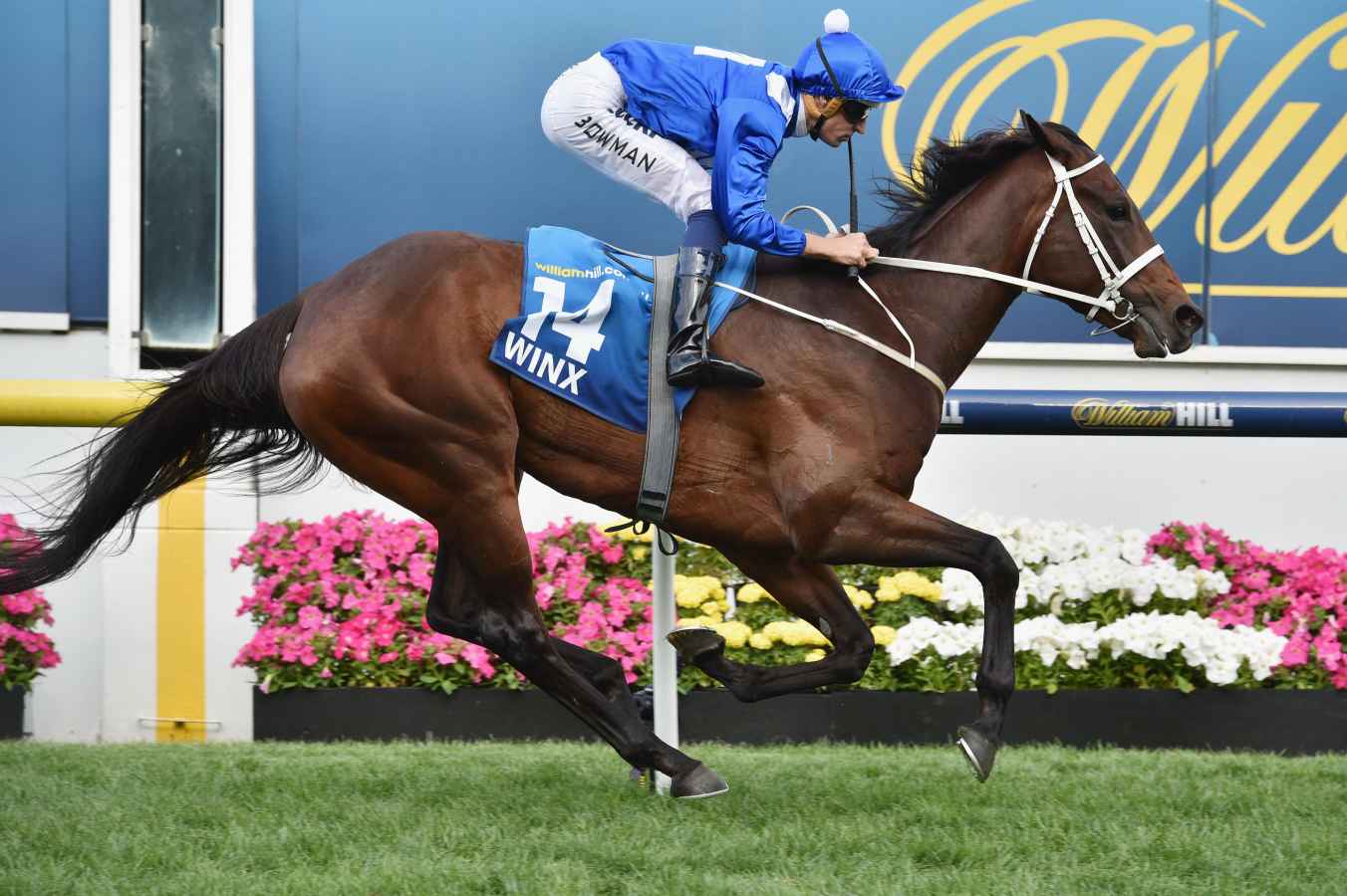 Australian Champion Racehorse Winx